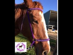 a brown horse wearing a purple bridle on top of it's head