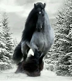 a black and white photo of a horse running in the snow with trees behind it