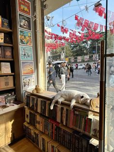 a cat laying on top of a book shelf next to a window filled with books