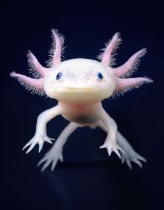 a close up of a small white and pink animal with long, thin hair on it's back legs