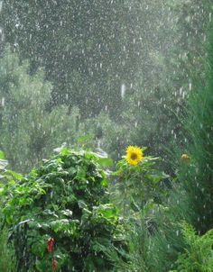 a sunflower in the middle of a rain storm