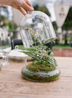 a person is placing plants in a glass dome on a table with wine glasses and plates