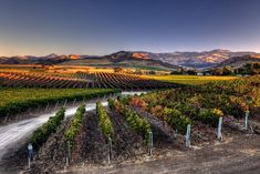 a vineyard with mountains in the background and water running down it's side,