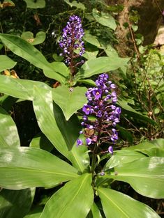 purple flowers blooming on the side of a green leafy plant with large leaves