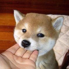 a small dog is being petted by someone's hand