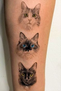 three cats with blue eyes are shown on the leg