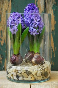 two purple flowers are in a glass vase with rocks and stones on the ground below