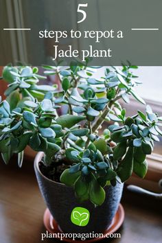 5 steps to repot a Jade Plant