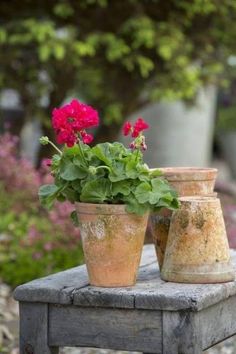 two clay pots with red flowers sit on an old bench