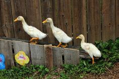 three ducks are standing on a wooden fence