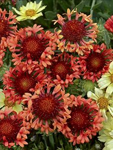 many red and yellow flowers in a garden