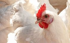 two white chickens with red combs standing next to each other