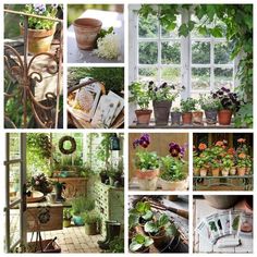 many different pictures of plants and flowers in pots