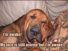 a dog laying on top of a bed next to a pillow with the caption i'm awake my face is still asleep, but i'm awake