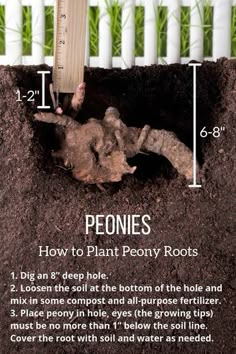 an image of how to plant potty roots