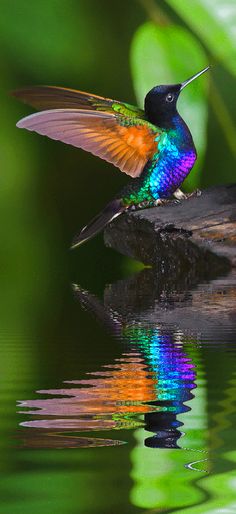 a colorful bird sitting on top of a log in the water