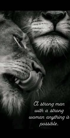 black and white photograph of two lions with their mouths open