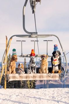 four dogs sitting on a ski lift in the snow