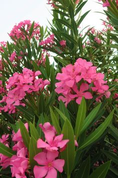 pink flowers are blooming in the green leaves on this bushy plant with blue sky in the background