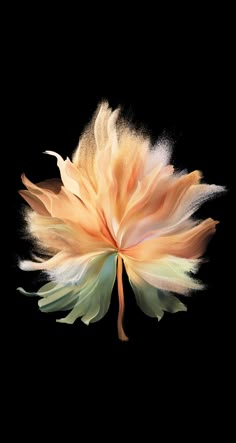 an orange and white flower on a black background