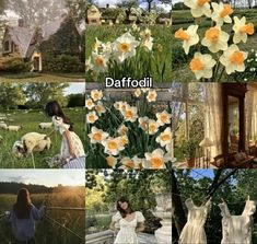 the collage shows pictures of daffodils and other flowers in different styles