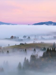 a foggy landscape with trees in the foreground