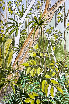 Dense tropical jungle foliage using lots of different greens How To Draw Jungle, Jungle Drawings, Jungle Sketch, Rainforest Drawing, Jungle Images, Jungle Drawing, Forest Sketch, Jungle Crafts, Composition Drawing