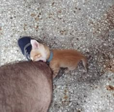 a small kitten laying on top of a person's foot next to a shoe