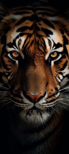 a close up of a tiger's face on a black background with only one eye visible