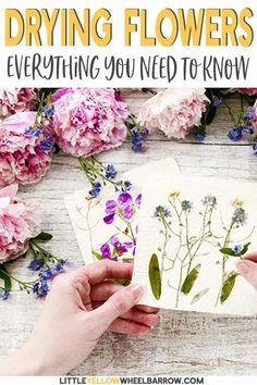 two hands holding cards with flowers on them and the words drying flowers everything you need to know