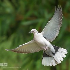 a white and black bird is flying in the air