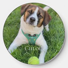 a dog wearing a green harness laying in the grass with a tennis ball behind it