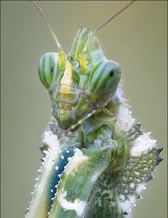 a close up of a grasshopper on a plant