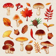 an illustration of different types of mushrooms and leaves