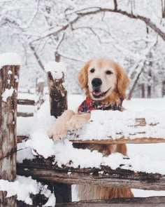 a dog that is standing in the snow with his paws on a wooden fence and looking at the camera