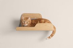 an orange cat laying on top of a wooden shelf next to a wall mounted magnet