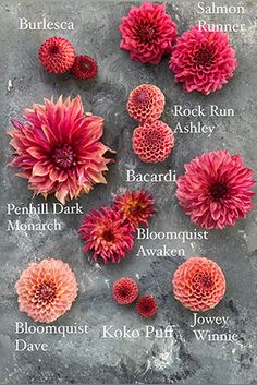 the names of different flowers are shown on a stone surface, including red and pink dahls