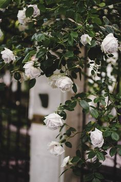 white roses growing on the side of a building