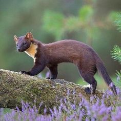 a small brown animal walking on top of a tree branch next to purple flowers and trees