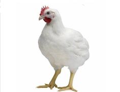 a white chicken with a red comb on it's head is standing in front of a white background