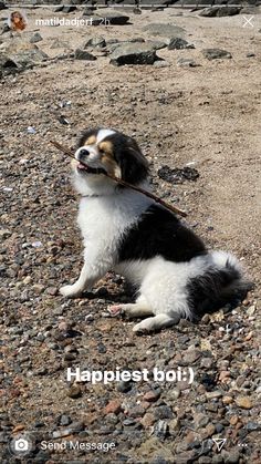 a black and white dog sitting on top of a rocky beach