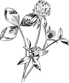 Red clover - Openclipart Clover Tattoos, Red Clover, Upper Arm Tattoos, Clover Flower, Inspiring Art, Flower Tea, Botanical Drawings, First Tattoo, Ink Pen Drawings