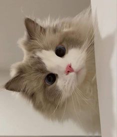 a white and grey cat with blue eyes peeking out from behind a wall, looking up at the camera