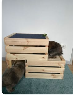 two cats sitting on top of wooden crates in a room with carpeted flooring