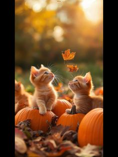 two kittens sitting on top of pumpkins with leaves flying in the air behind them