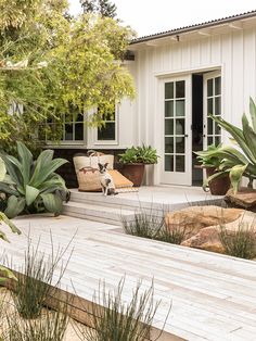 a dog sitting on a wooden deck next to potted plants and other greenery