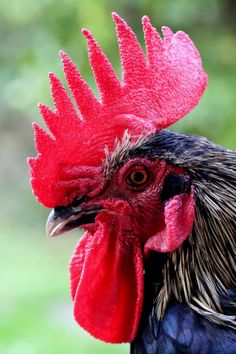 a close up of a rooster's head with grass in the background