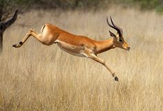 an antelope leaping in the air with it's front legs spread out