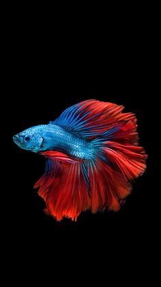 a red and blue siamese fish on a black background