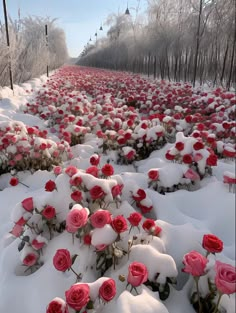 many red roses are covered in snow